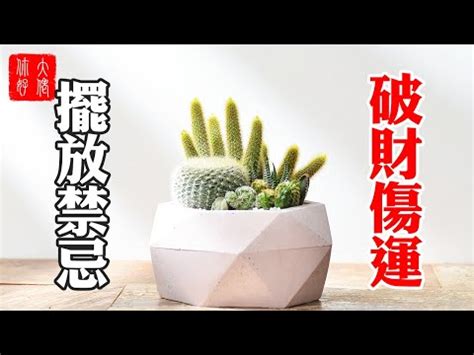 仙人掌放玄關|仙人掌風水擺放指南：化煞招財辟邪，打造理想居家空間